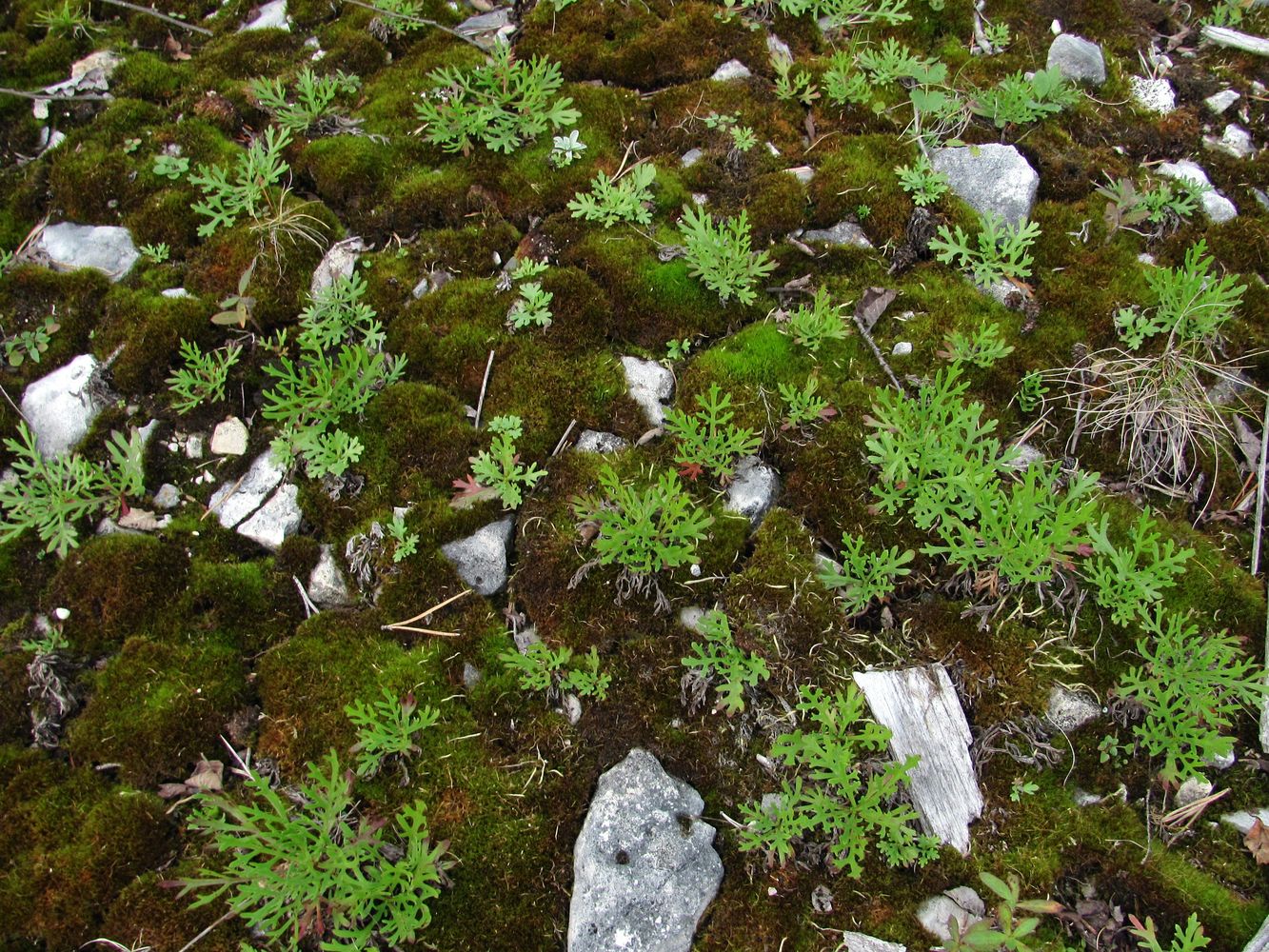 Image of Chrysanthemum zawadskii specimen.