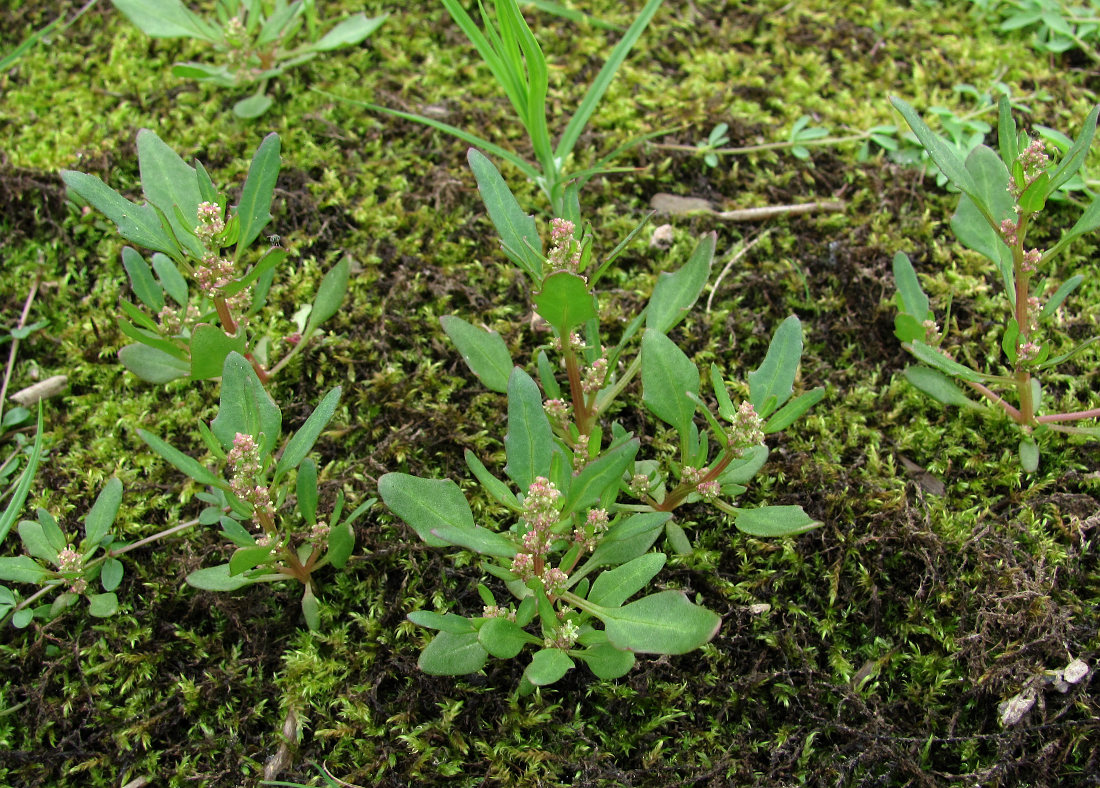 Image of Oxybasis rubra specimen.