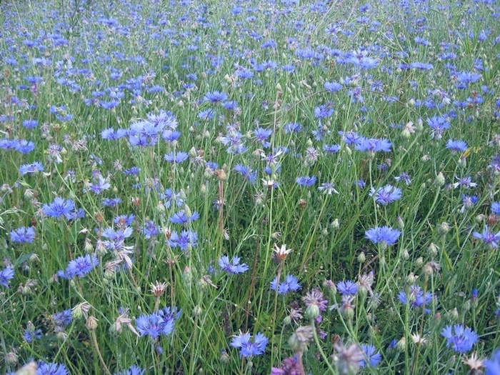 Image of Centaurea cyanus specimen.