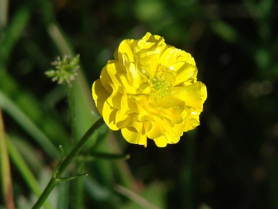 Image of genus Ranunculus specimen.