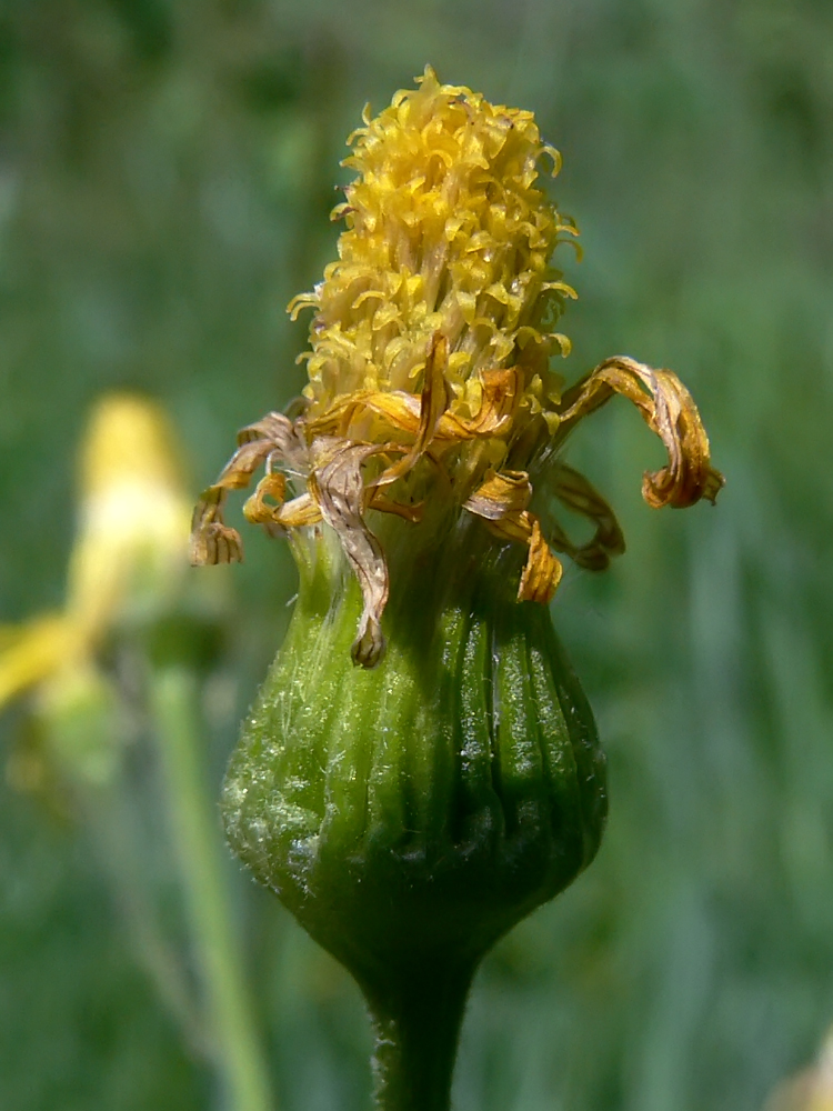 Image of Tephroseris integrifolia specimen.