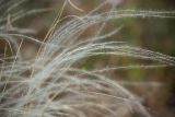 Смотреть изображение род Stipa