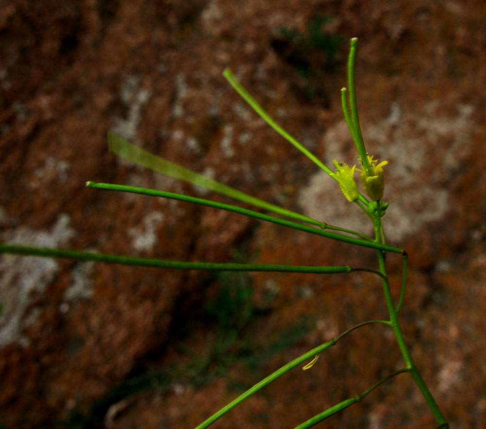 Image of Sisymbrium heteromallum specimen.