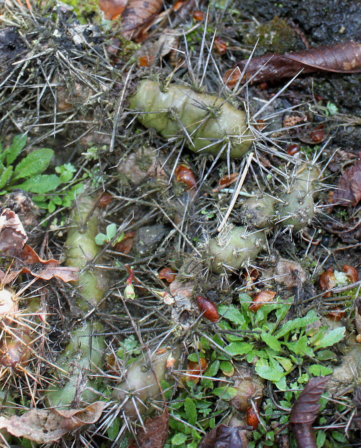 Image of Opuntia rutila specimen.