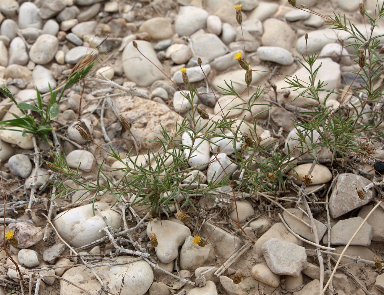 Image of Leysera leyseroides specimen.