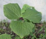 Trillium smallii