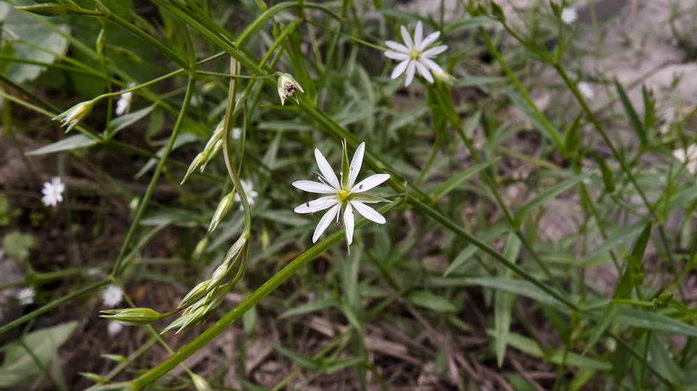 Изображение особи род Stellaria.