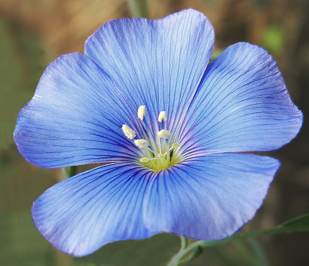 Image of Linum austriacum specimen.