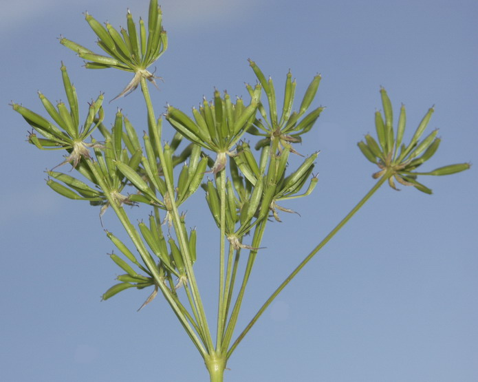 Image of Chaerophyllum aureum specimen.