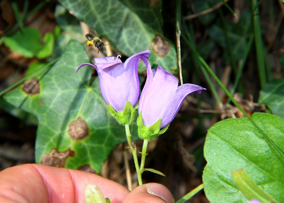 Image of Campanula longistyla specimen.