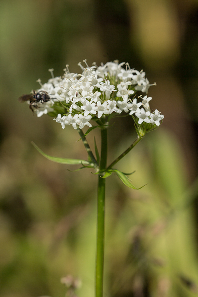 Изображение особи род Valeriana.