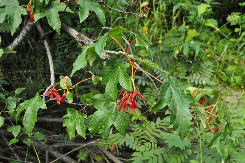 Image of Acer trautvetteri specimen.