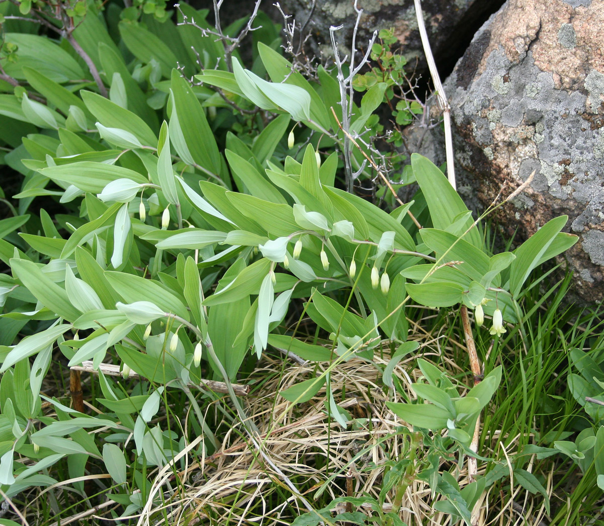 Изображение особи Polygonatum odoratum.