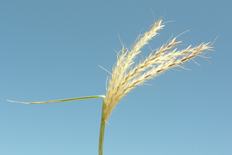 Image of Bothriochloa ischaemum specimen.