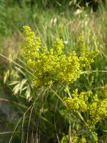 Image of Galium verum specimen.