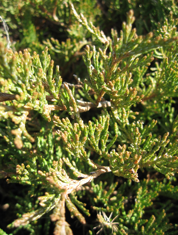 Image of Juniperus sabina specimen.