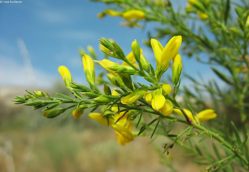 Image of Genista tanaitica specimen.