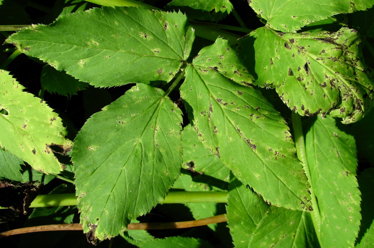 Image of Aegopodium podagraria specimen.