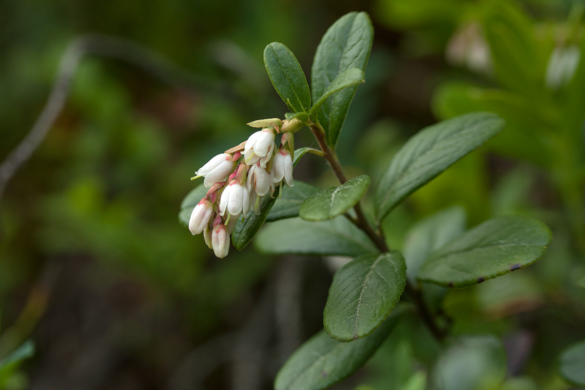 Image of Vaccinium vitis-idaea specimen.