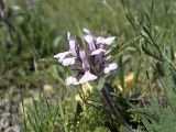 Phlomoides boraldaica. Цветущее растение. Южный Казахстан, хр. Боролдайтау, южный склон севернее Ильинки. 26.04.2007.
