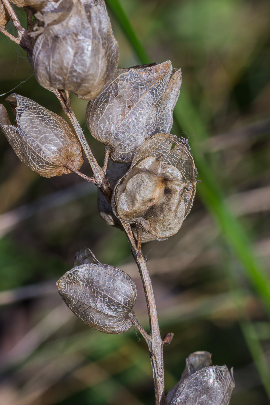 Image of genus Rhinanthus specimen.