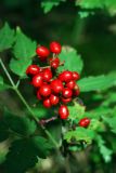 Actaea erythrocarpa