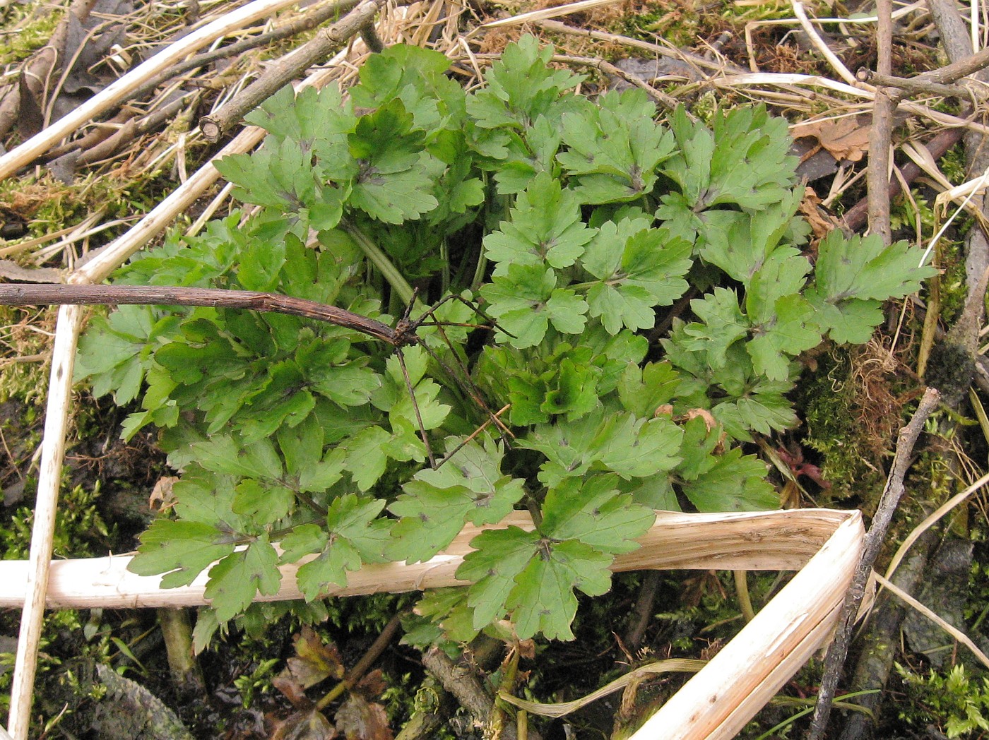 Image of Ranunculus repens specimen.