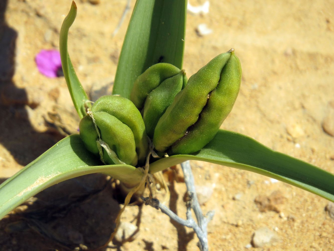 Image of Colchicum ritchiei specimen.