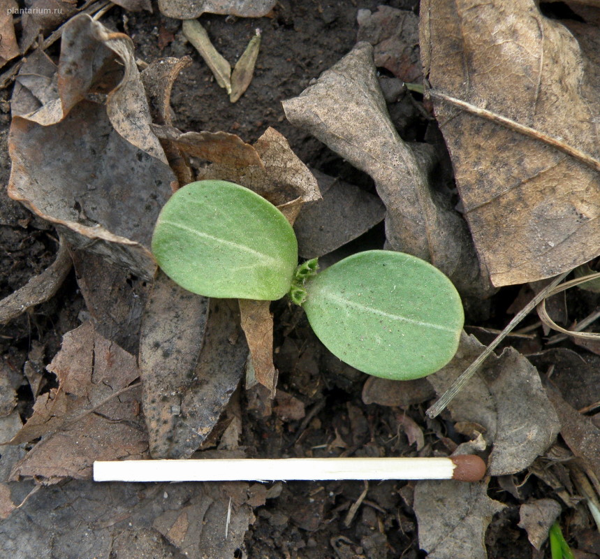 Image of Silybum marianum specimen.