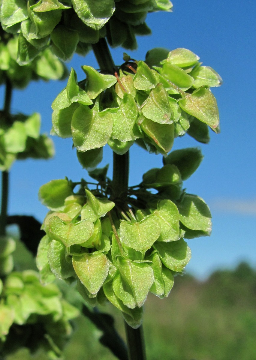 Image of Rumex longifolius specimen.