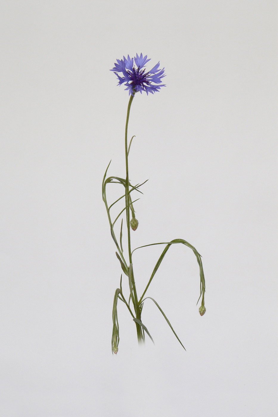 Image of Centaurea cyanus specimen.