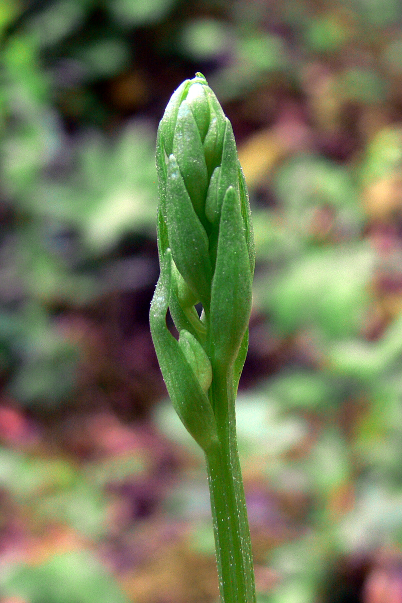 Изображение особи Platanthera bifolia.