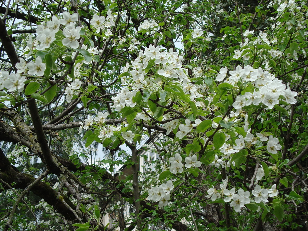 Image of genus Pyrus specimen.