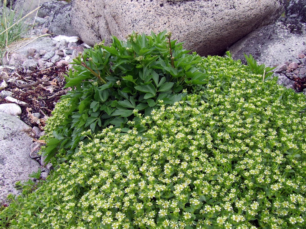 Изображение особи Honckenya peploides ssp. diffusa.