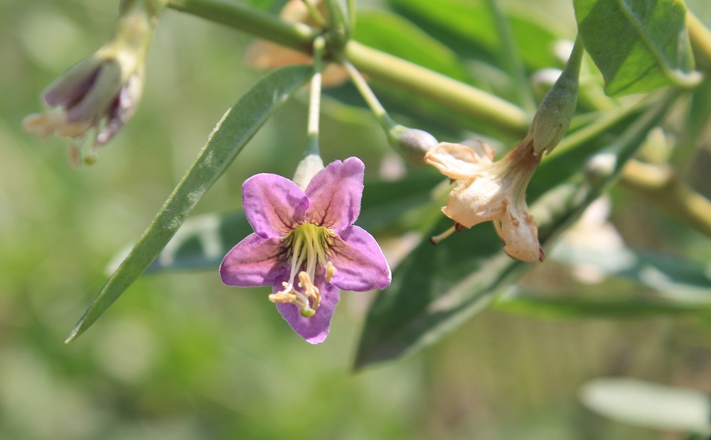 Изображение особи Lycium barbarum.