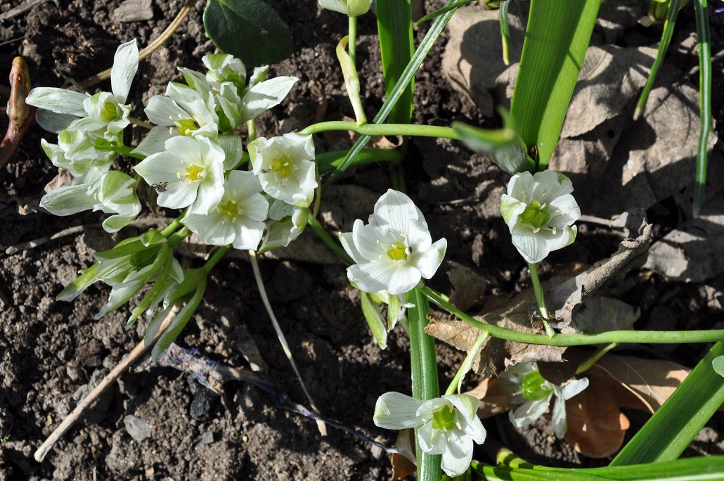 Изображение особи род Ornithogalum.