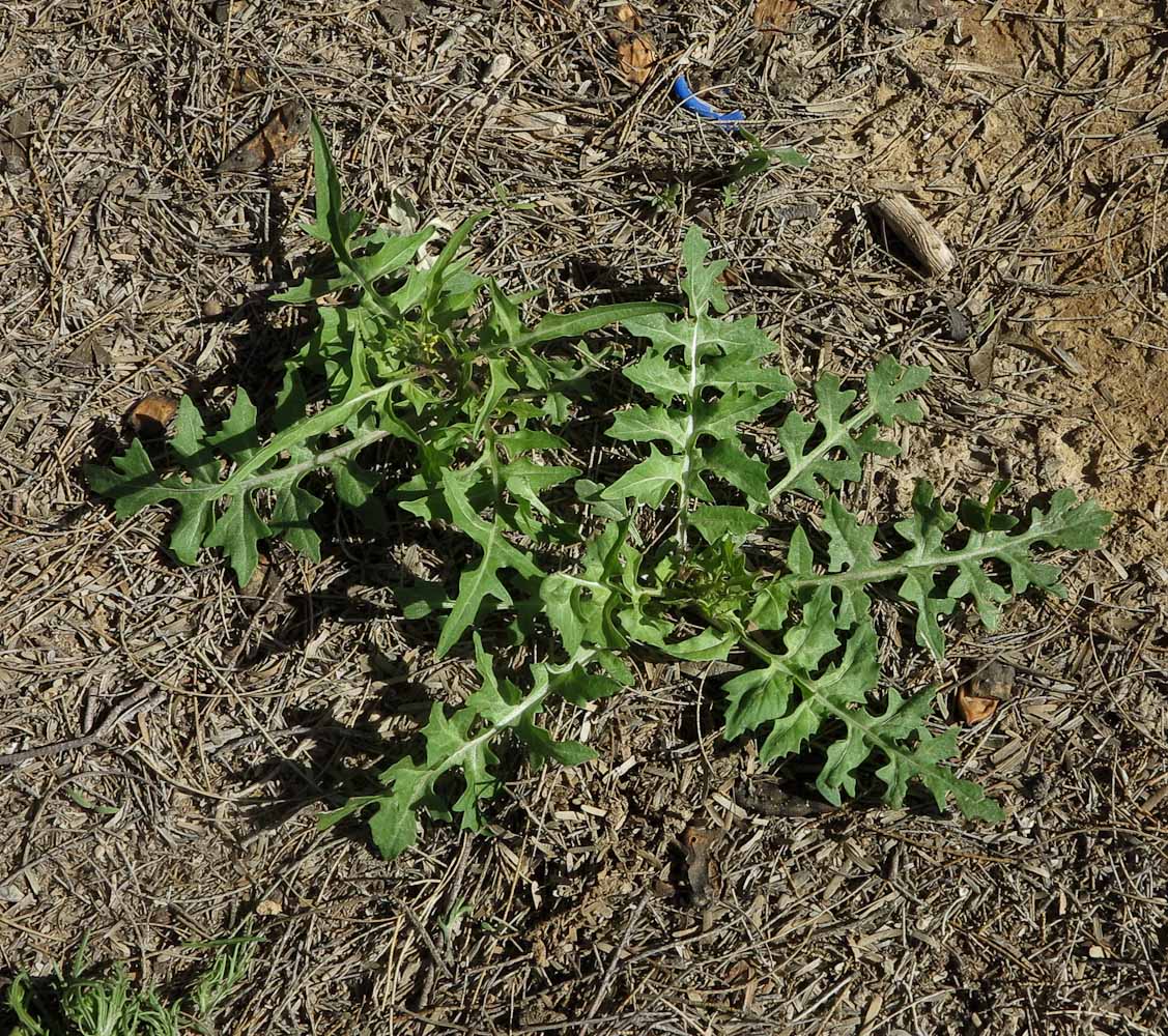 Image of Sisymbrium irio specimen.