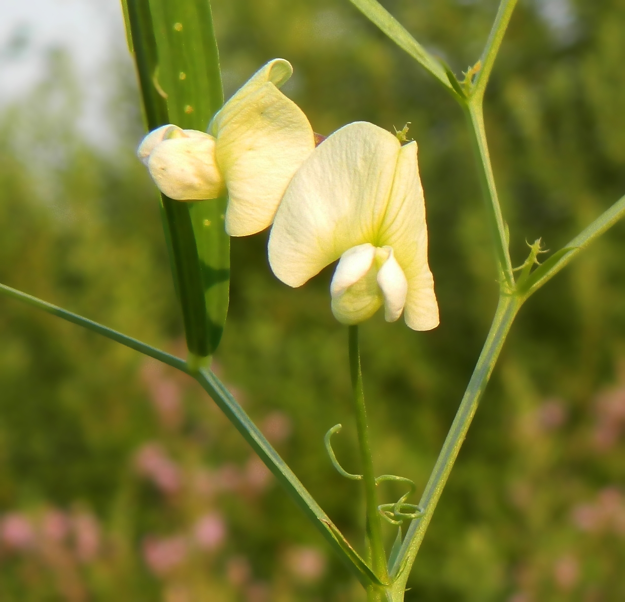 Изображение особи Lathyrus tuberosus.