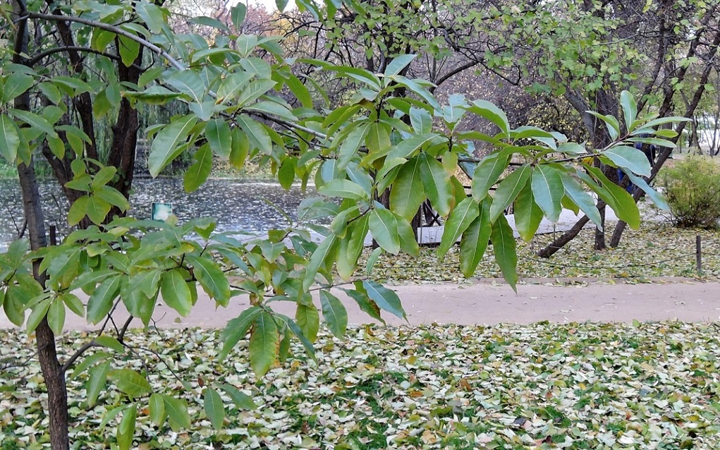 Image of Quercus imbricaria specimen.