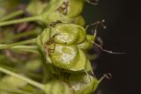 Physocarpus opulifolius. Плод. Саратов, Октябрьское ущелье, на клумбе. 02.07.2016.