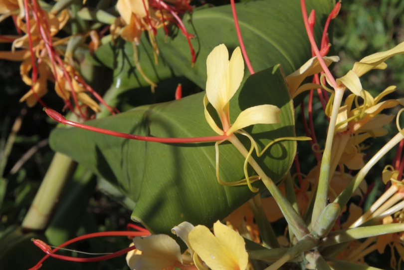 Image of Hedychium gardnerianum specimen.