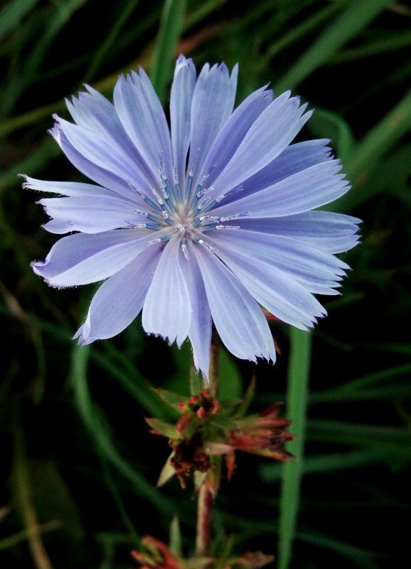 Image of Cichorium intybus specimen.