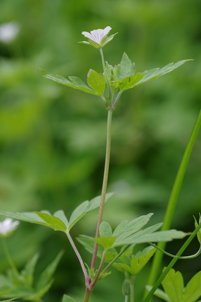 Image of Geranium sibiricum specimen.