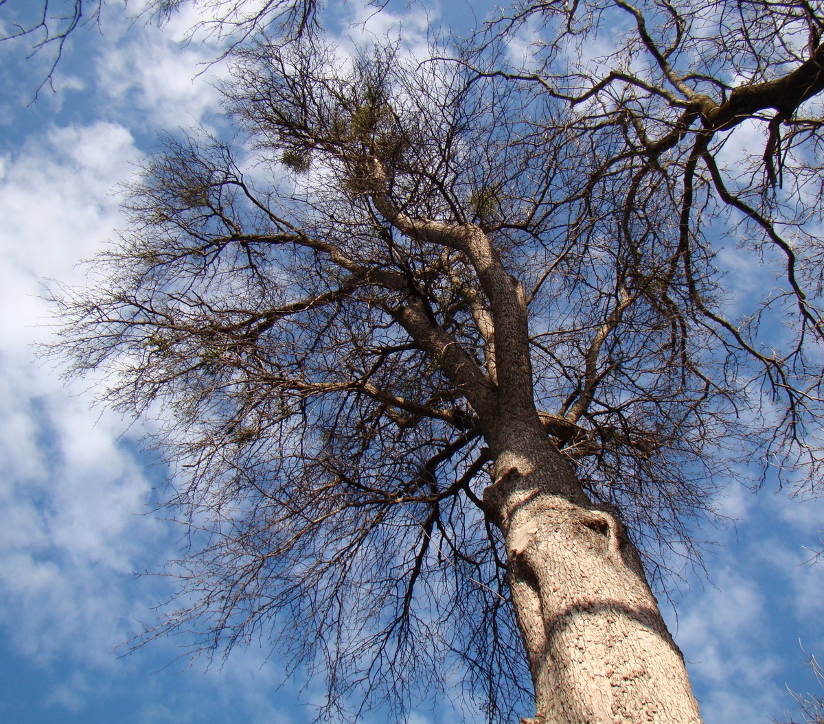 Image of Pyrus caucasica specimen.