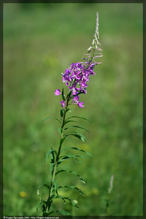 Изображение особи Chamaenerion angustifolium.