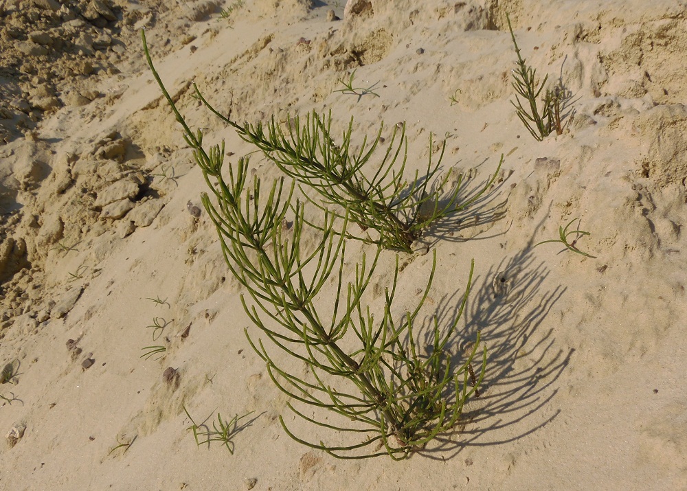 Image of Equisetum arvense specimen.