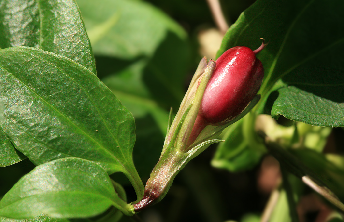 Изображение особи Crawfurdia japonica.