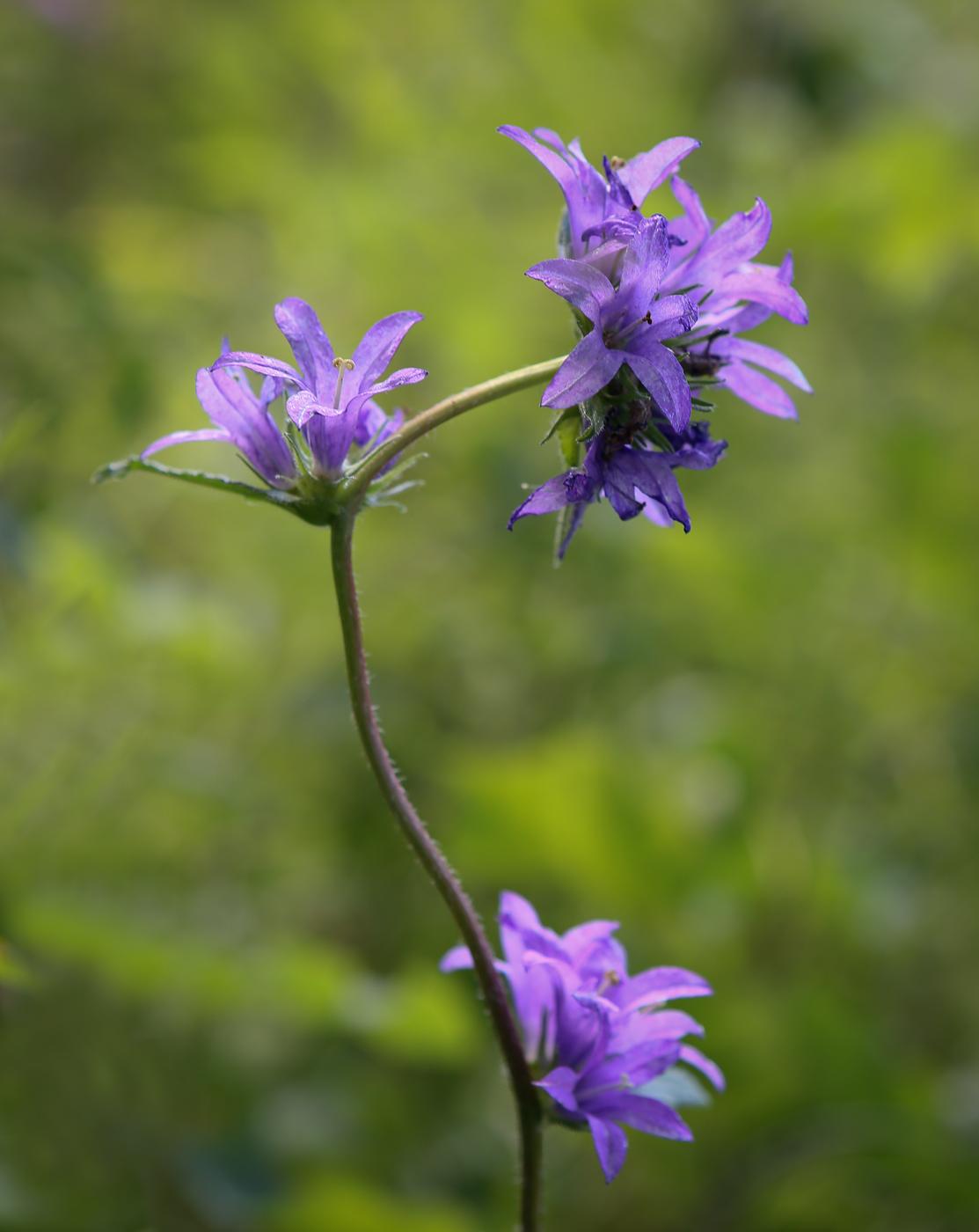 Image of Campanula glomerata specimen.