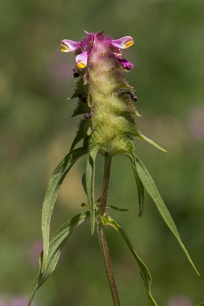 Image of Melampyrum cristatum specimen.