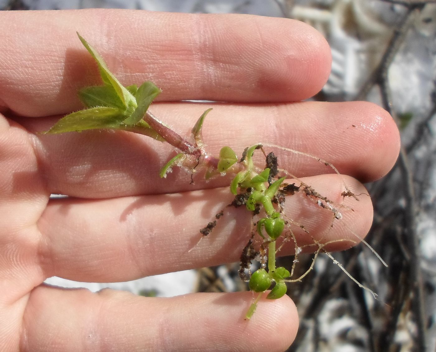 Image of Stellaria nemorum specimen.